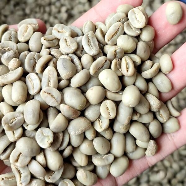 Bulk Arabica Coffee Beans