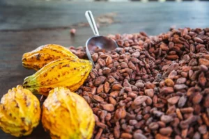 Cocoa Beans