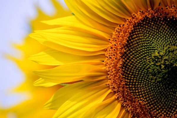 Experts predict an increase in sunflower harvest