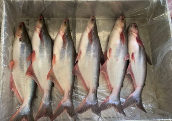 Buy Fish Fresh Pangasius Fish