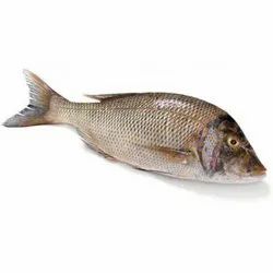 Emperor Fish – Wholesale Price & Mandi Rate for Emperor Fish
