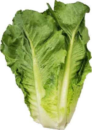 fresh-romaine-lettuce-each-1-768x1084 Fresh Romaine Lettuce, Each