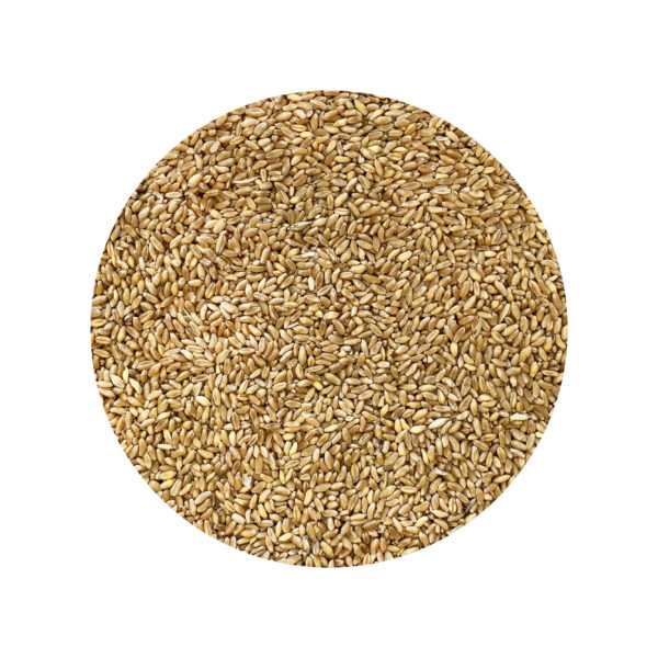 ORGANIC DURUM WHEAT 100% organic durum wheat farmed in italy