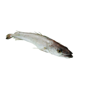 Hake