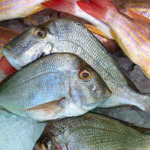 Porgy (aka Knob, Red, or Jolt)