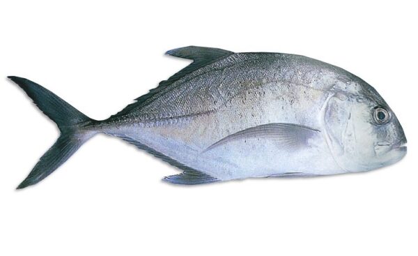 Trevally (Vatta/ Paarai) – 2 kg (Whole Fish)