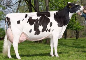 Holstein Friesian Live Cattle